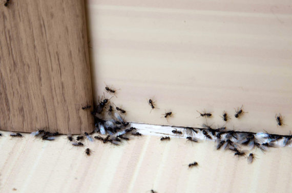 Destruction d’un nid de fourmis