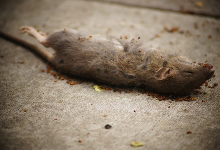 Dératisation rongeurs rats et souris à Nice, Alpes Maritimes (06)