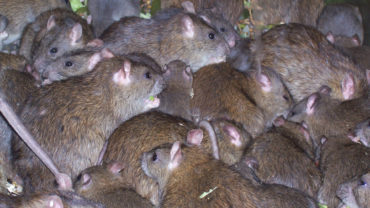 Rats & souris