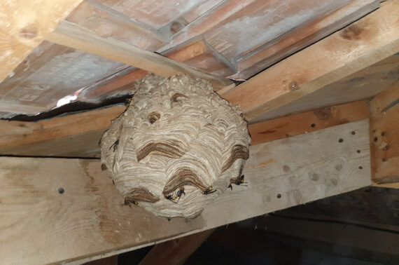 Frelon asiatique et guêpes : Nice Désinsectisation et Artois Nuisibles partagent leur expérience