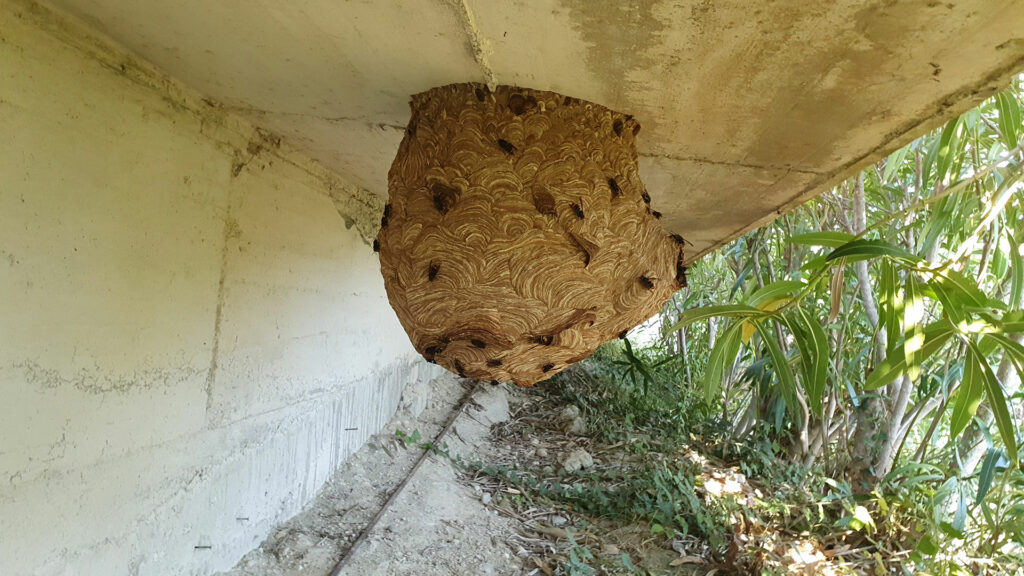 gros nid de frelons impressionnant